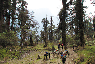 Sikkim Darjeeling Trek